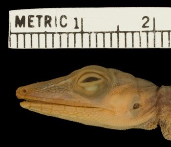 Media type: image; Herpetology R-136176